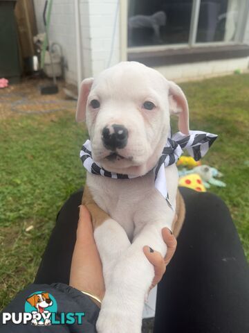 American bulldog puppies ready for they’re forever home