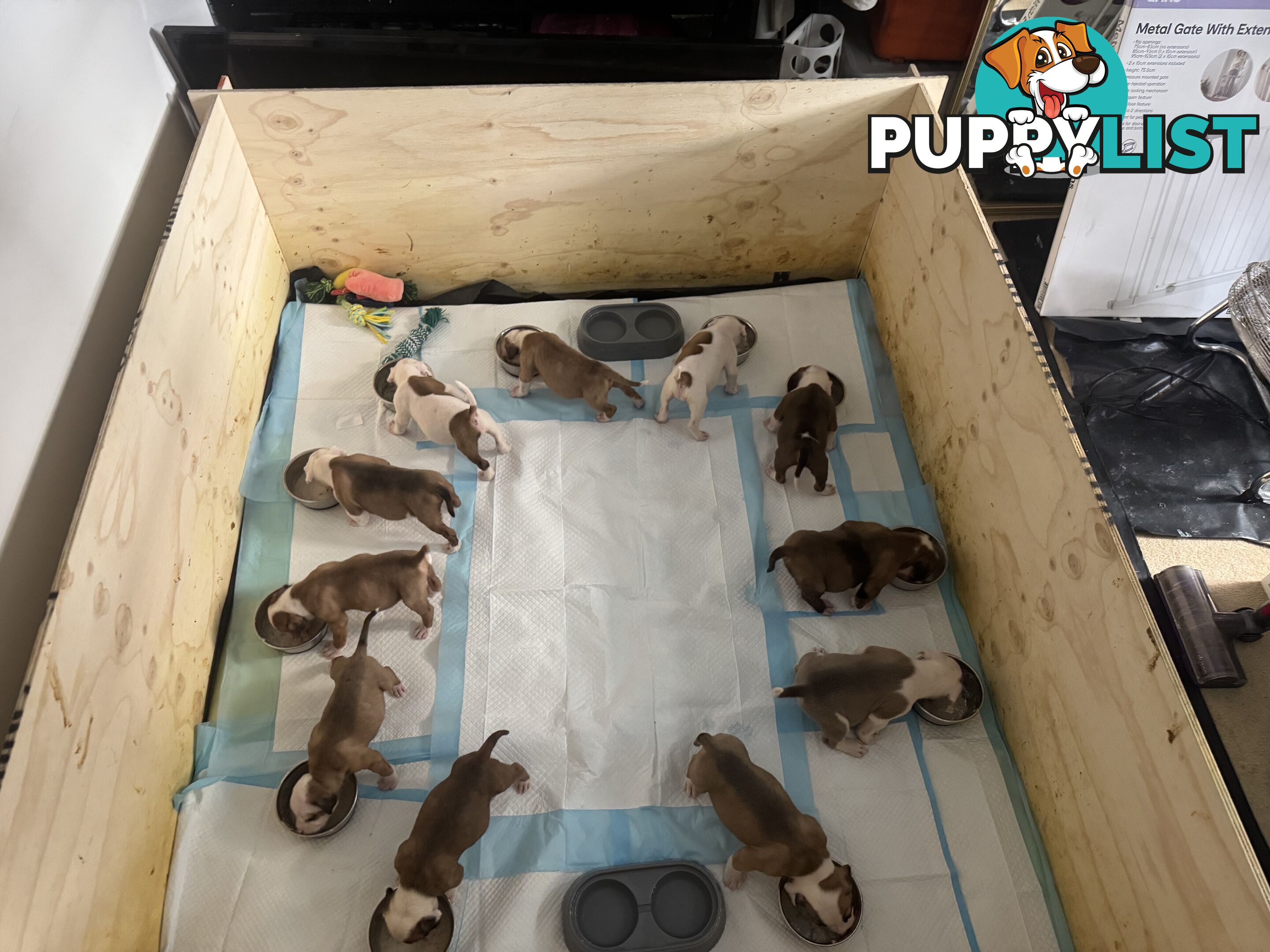 American bulldog puppies ready for they’re forever home