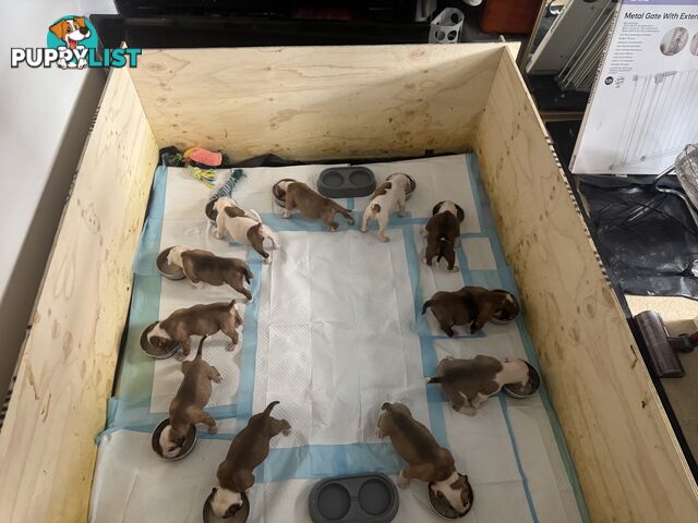 American bulldog puppies ready for they’re forever home