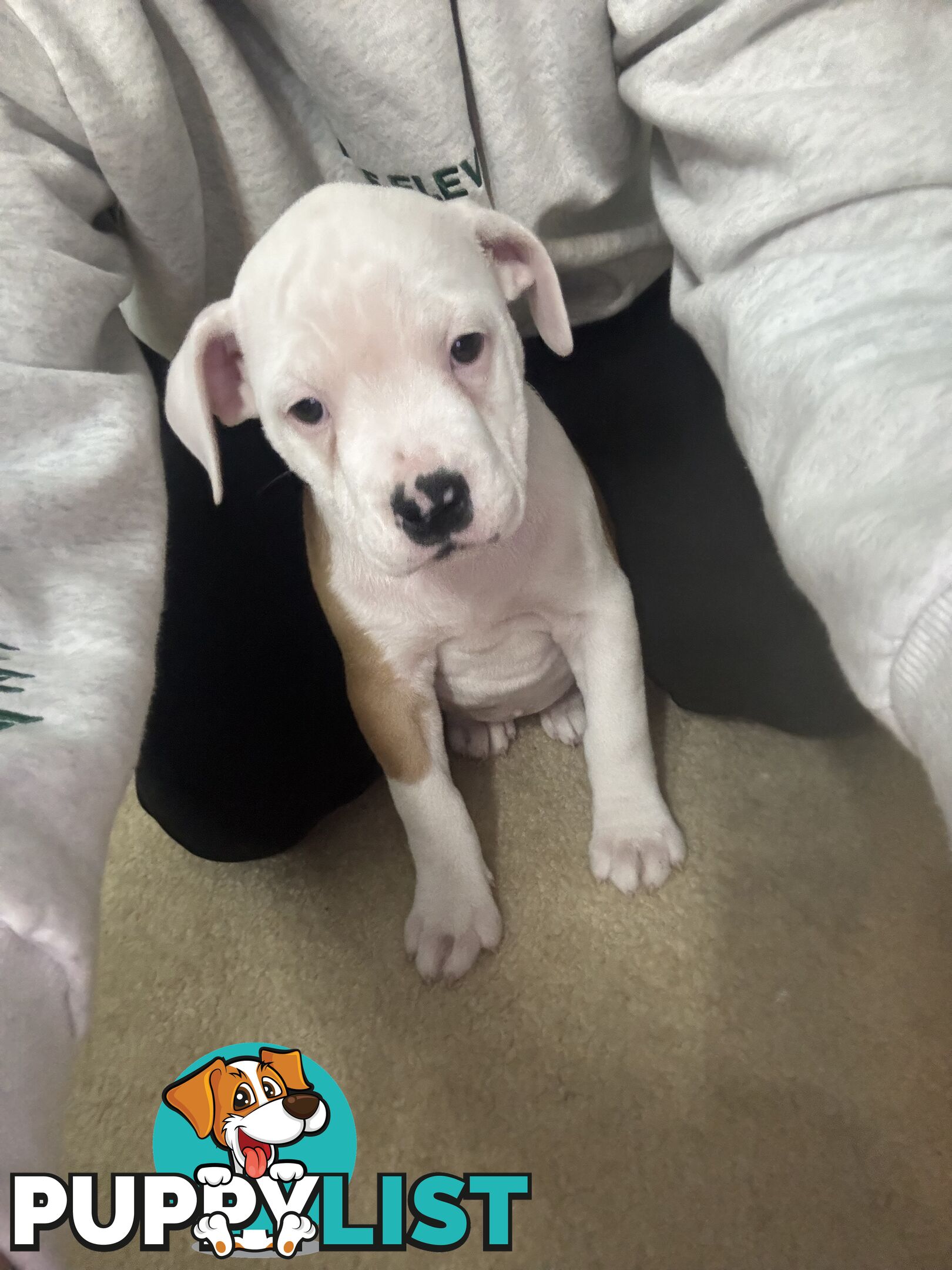 American bulldog puppies ready for they’re forever home