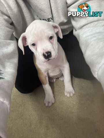 American bulldog puppies ready for they’re forever home