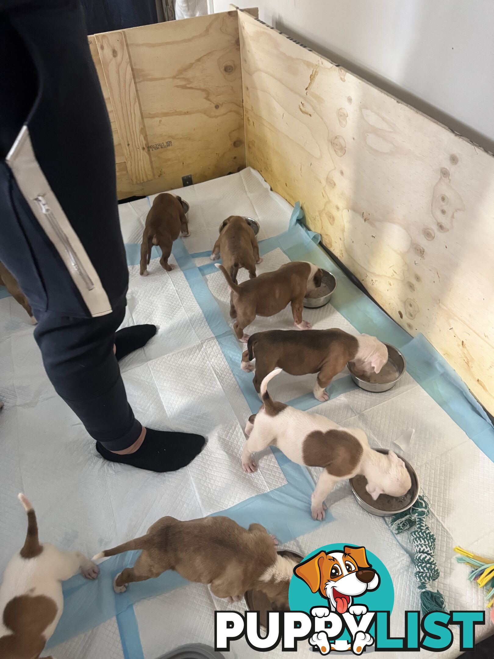 American bulldog puppies ready for they’re forever home