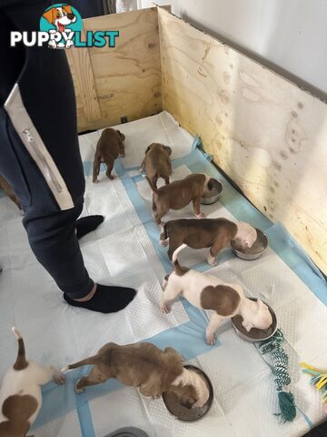 American bulldog puppies ready for they’re forever home