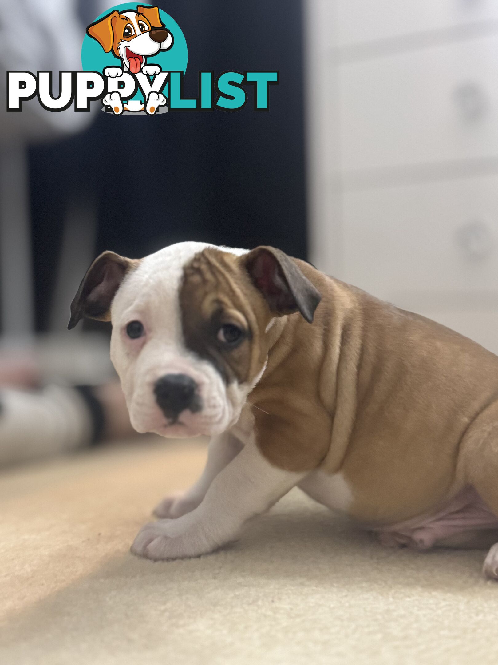 American bulldog puppies ready for they’re forever home