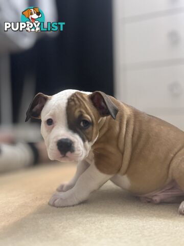 American bulldog puppies ready for they’re forever home