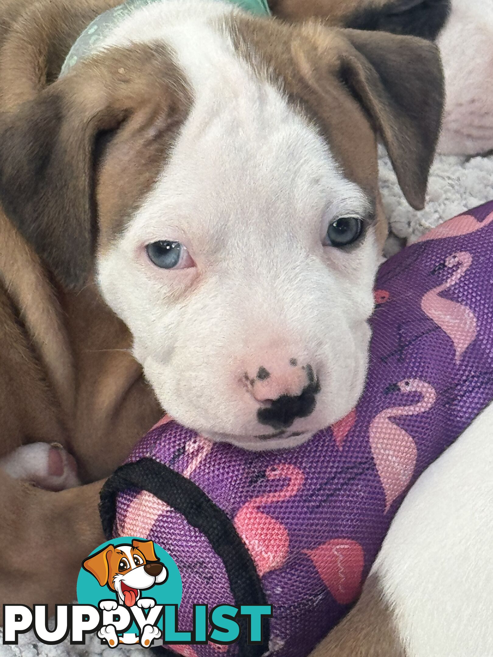 American bulldog puppies ready for they’re forever home