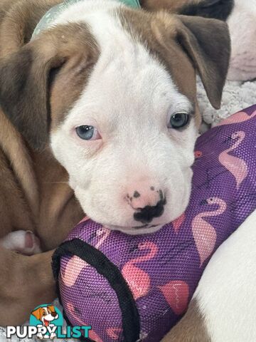 American bulldog puppies ready for they’re forever home