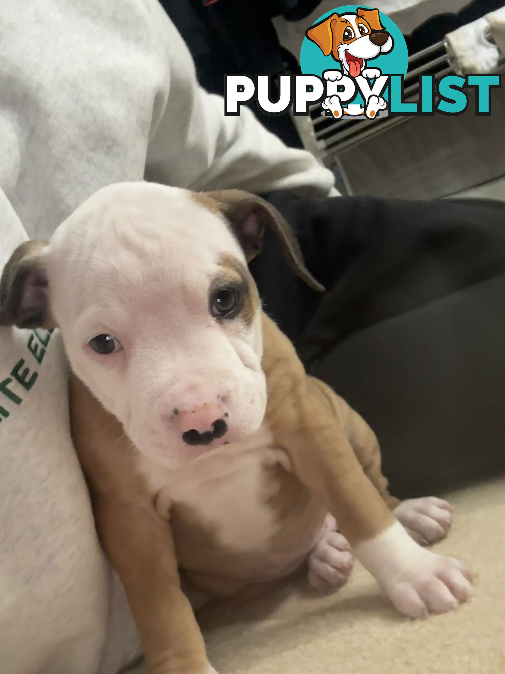 American bulldog puppies ready for they’re forever home