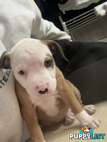 American bulldog puppies ready for they’re forever home