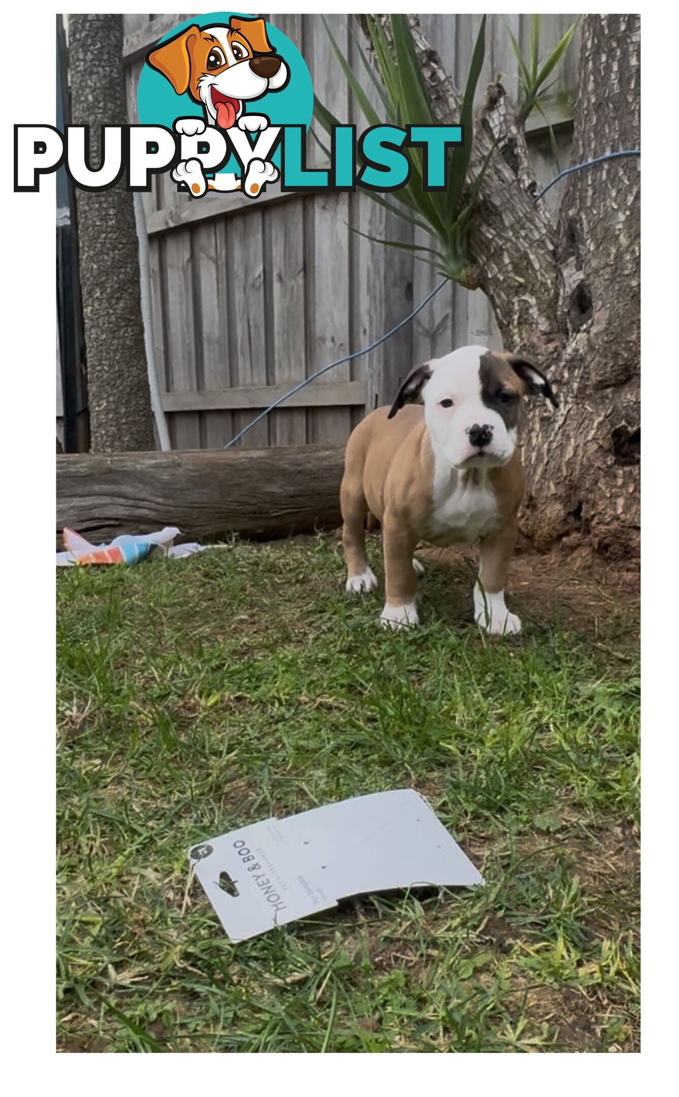 American bulldog puppies ready for they’re forever home