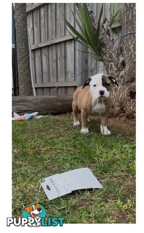 American bulldog puppies ready for they’re forever home