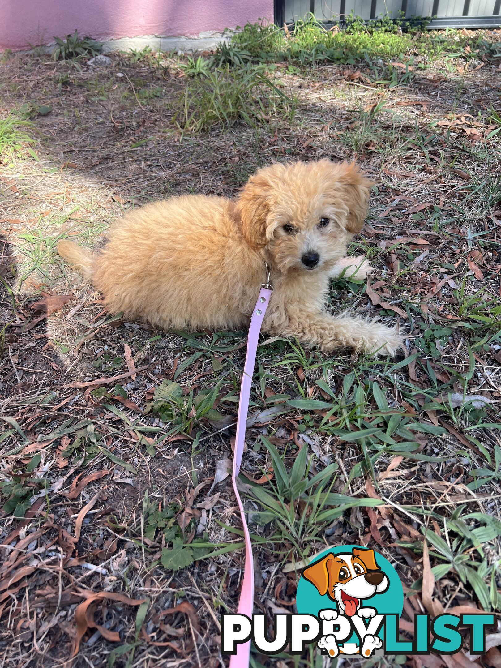 Toy Poodle