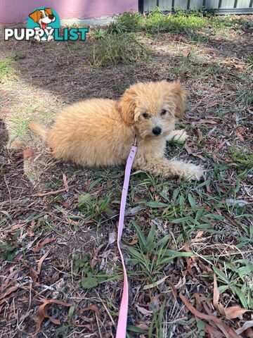 Toy Poodle