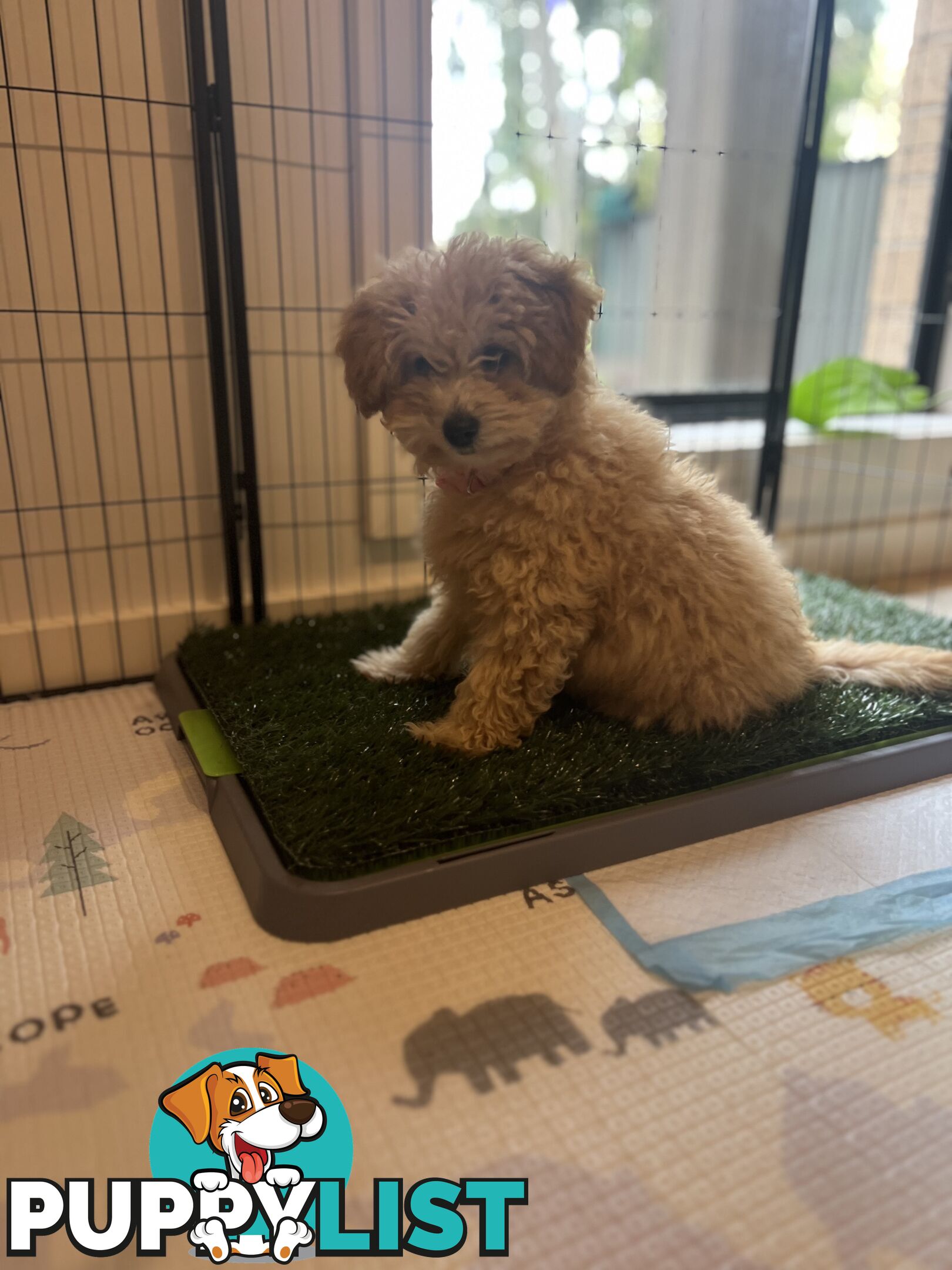 Toy Poodle