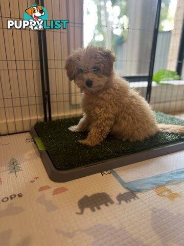 Toy Poodle