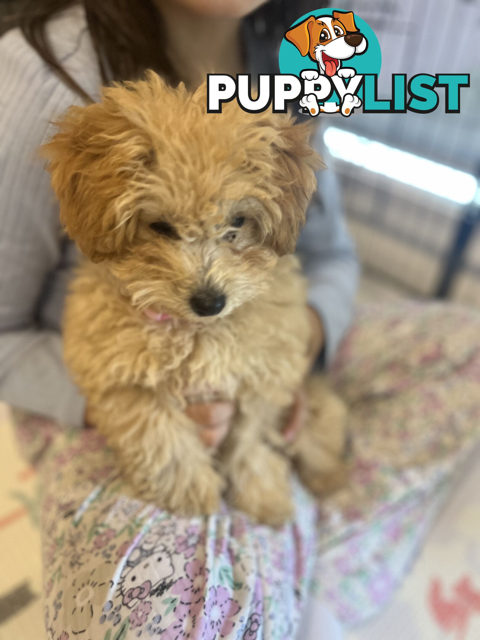Toy Poodle