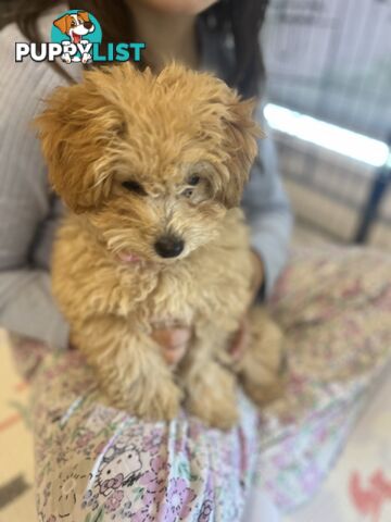 Toy Poodle