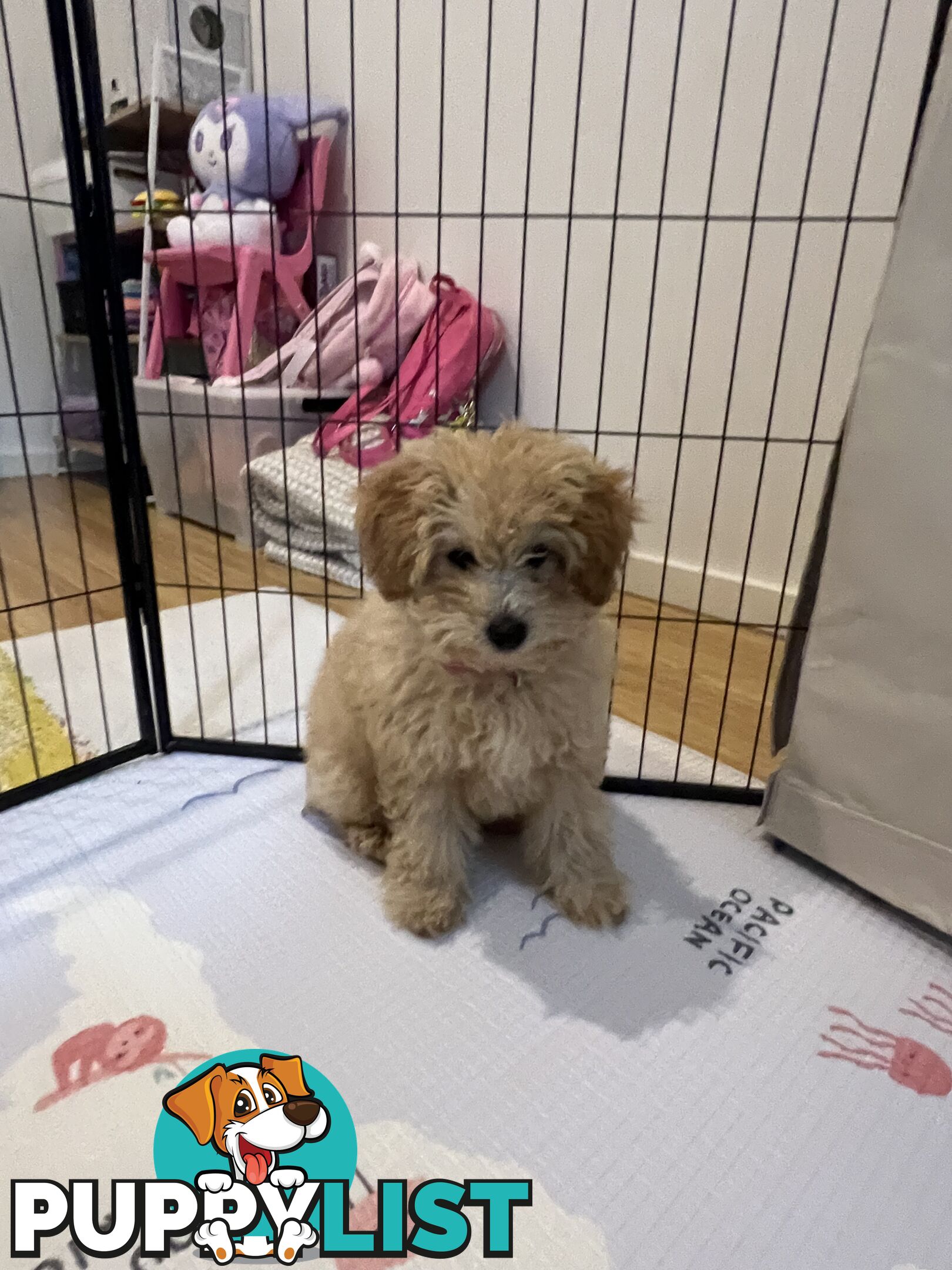 Toy Poodle