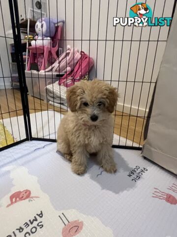 Toy Poodle