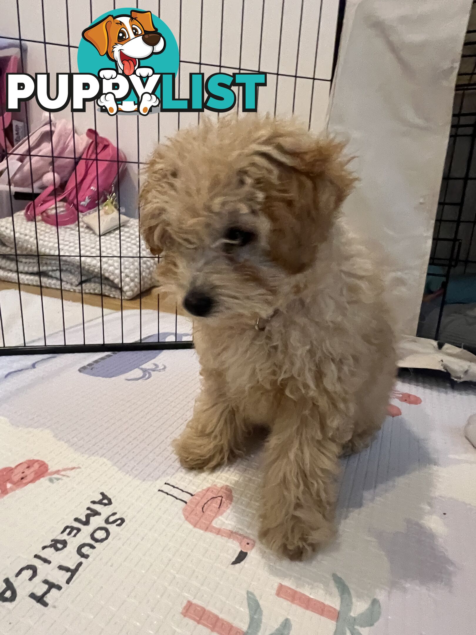 Toy Poodle