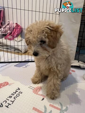 Toy Poodle