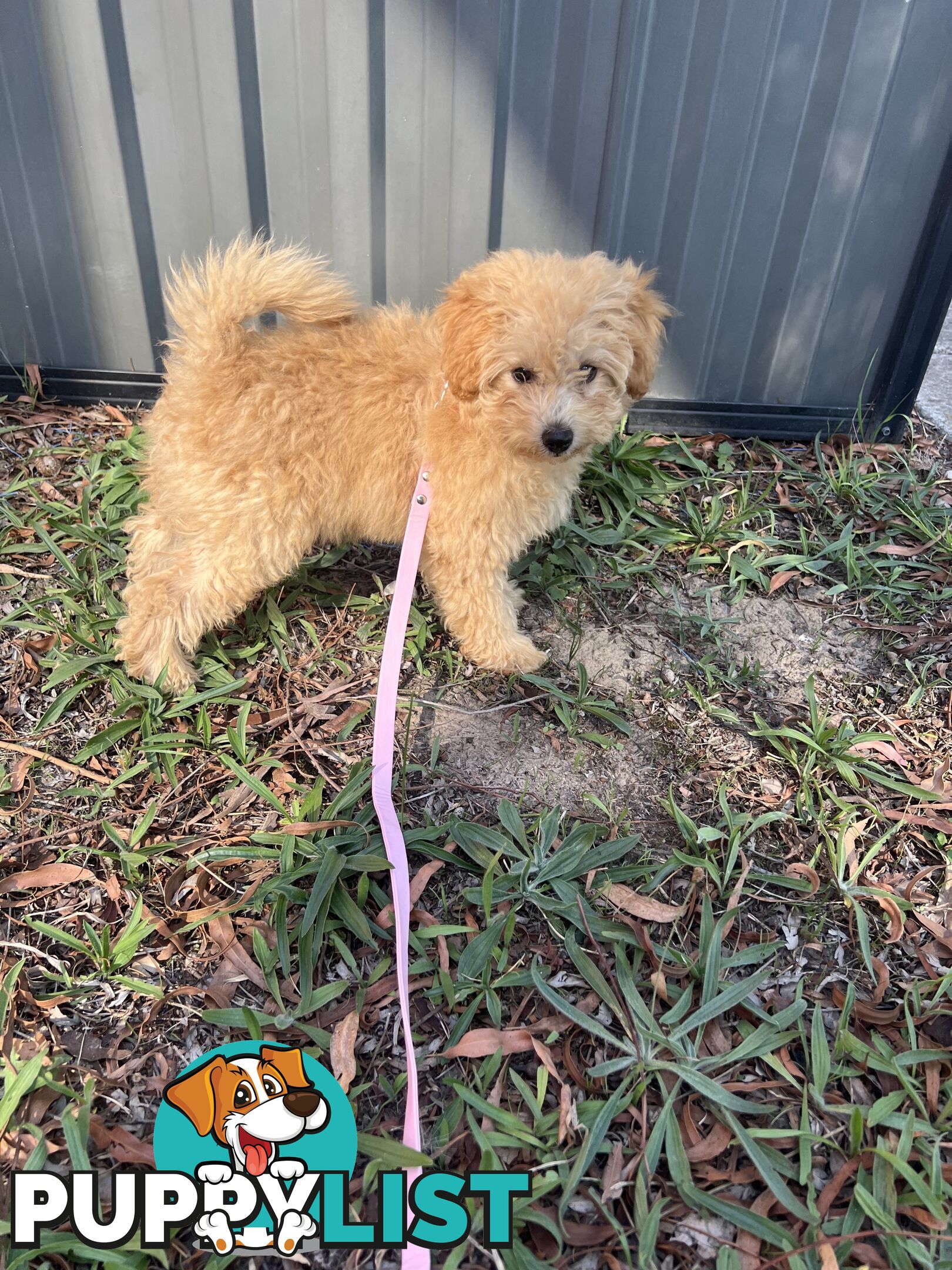 Toy Poodle