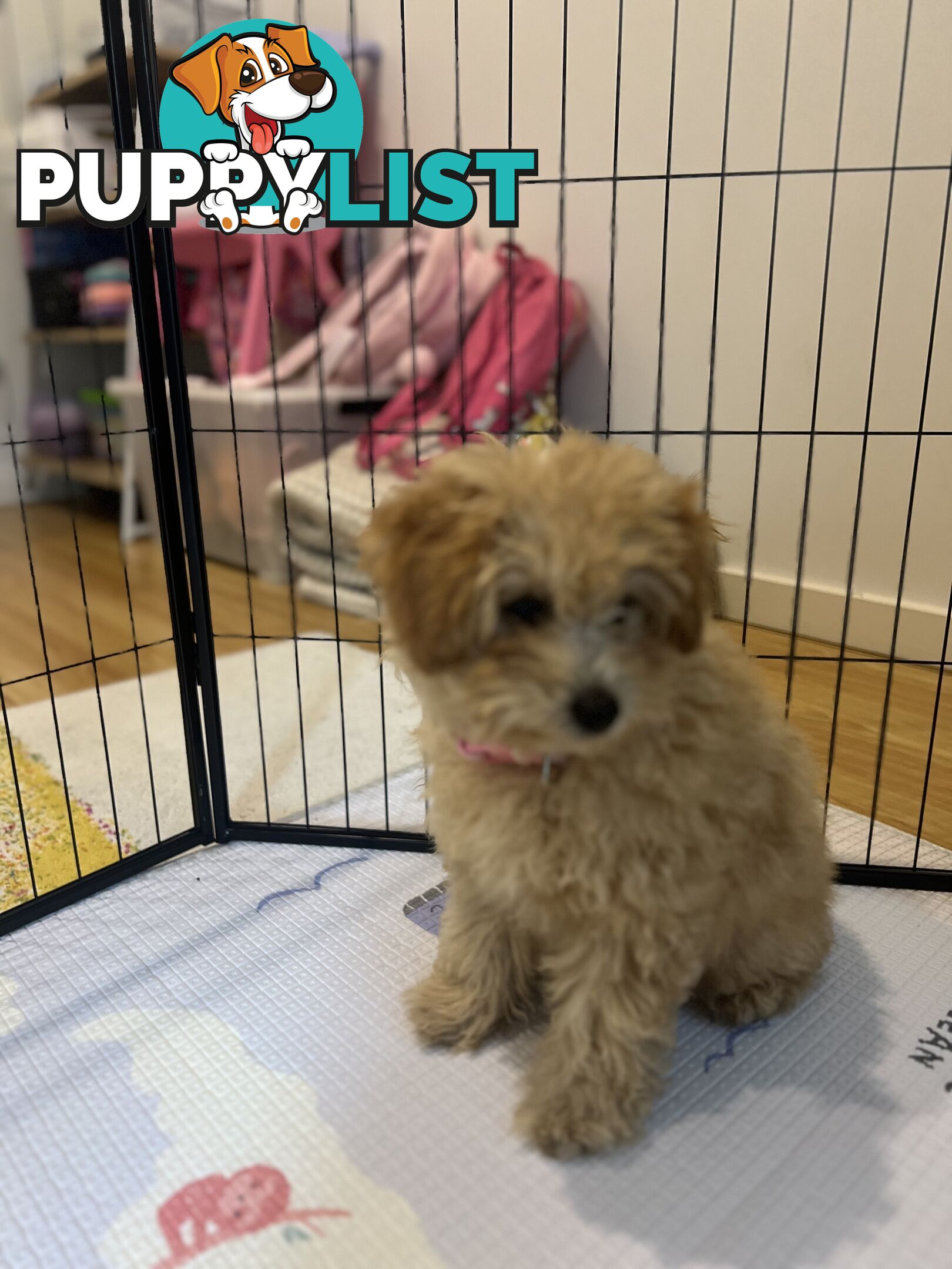 Toy Poodle