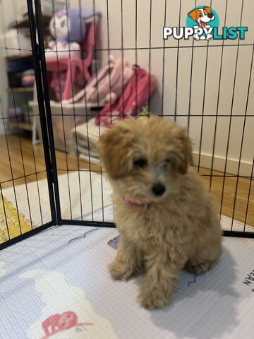 Toy Poodle