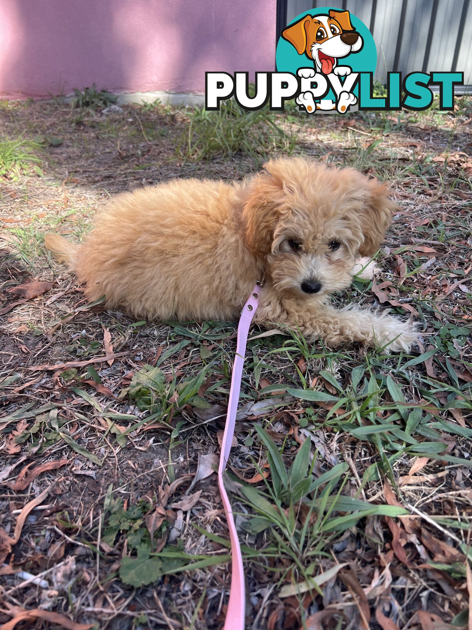Toy Poodle