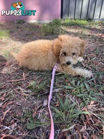 Toy Poodle