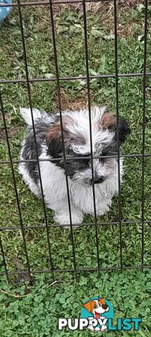 Maltese Shih Tzu / Moodle