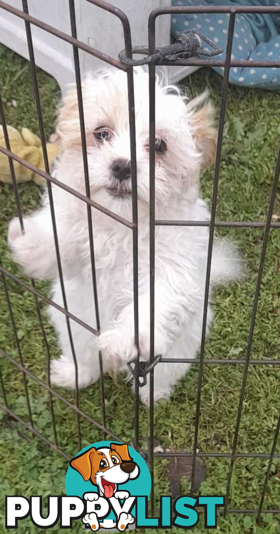 Maltese Shih Tzu / Moodle