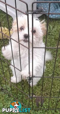 Maltese Shih Tzu / Moodle