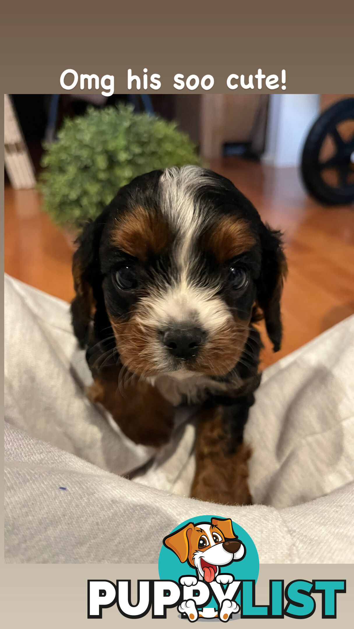 Cavoodle