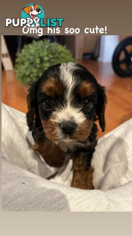 Cavoodle