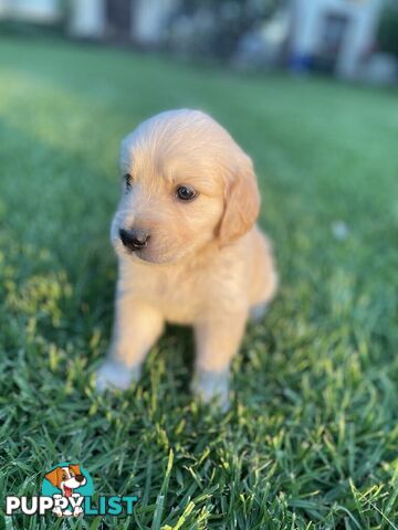 Golden Retriever Puppy