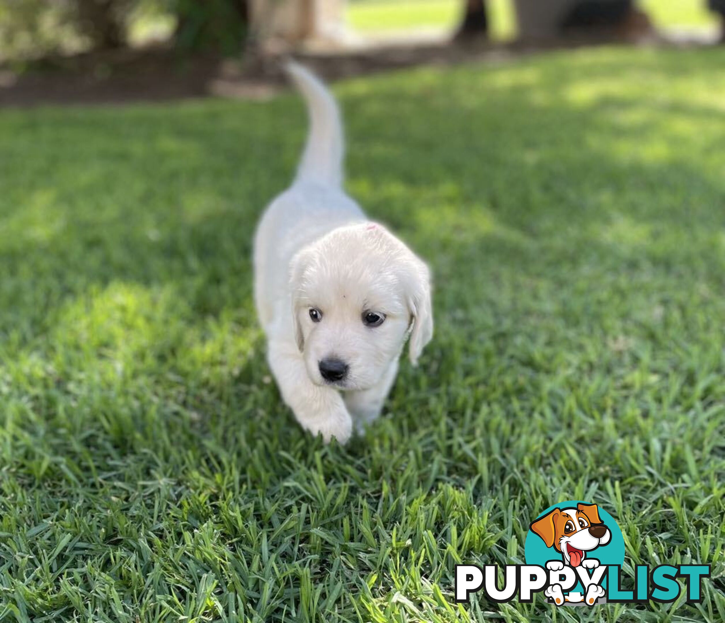 Golden Retriever Puppy