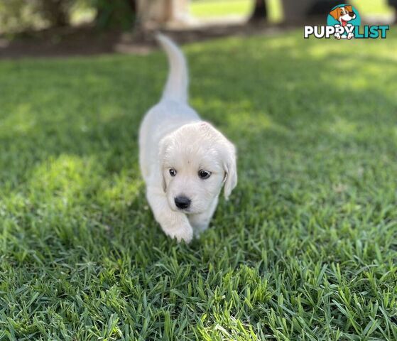 Golden Retriever Puppy