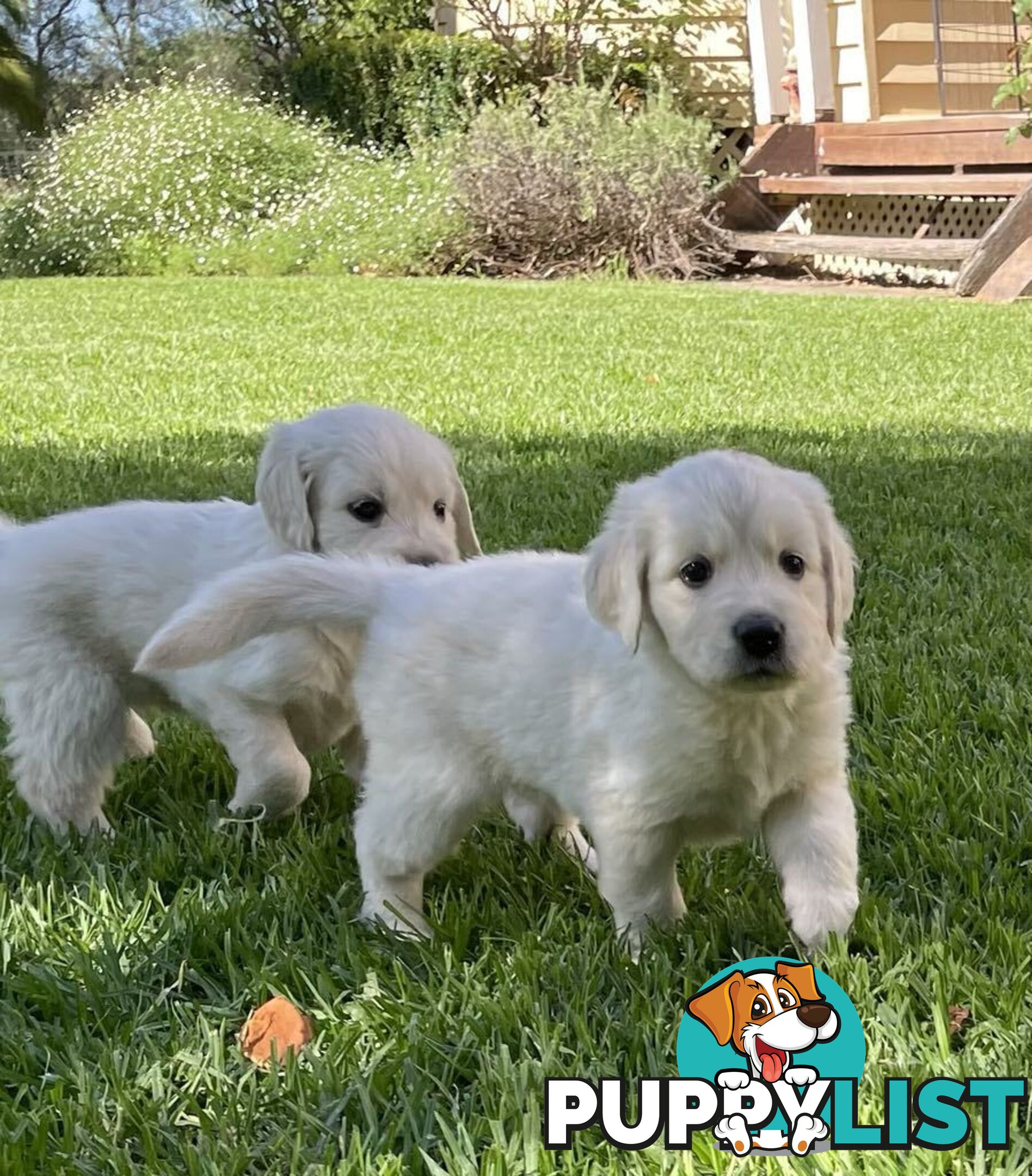 Golden Retriever Puppy