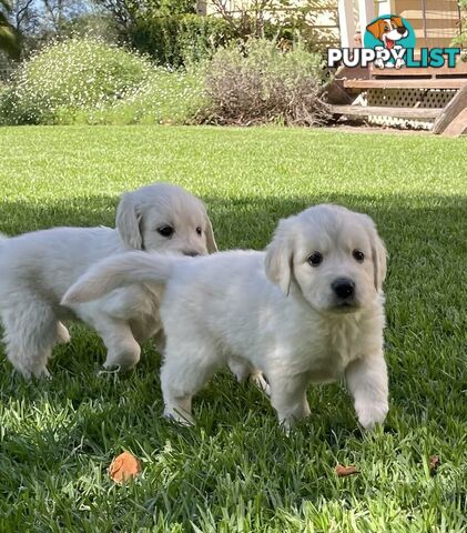 Golden Retriever Puppy