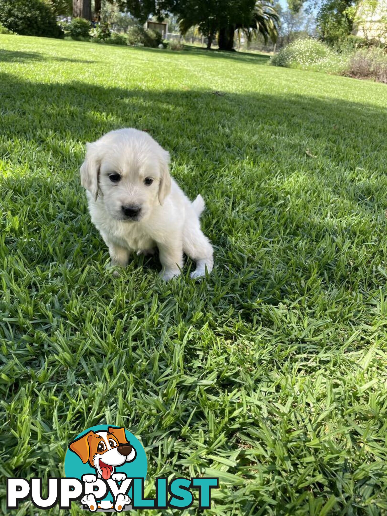 Golden Retriever Puppy