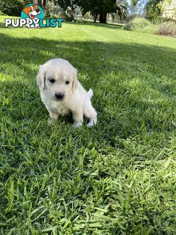 Golden Retriever Puppy