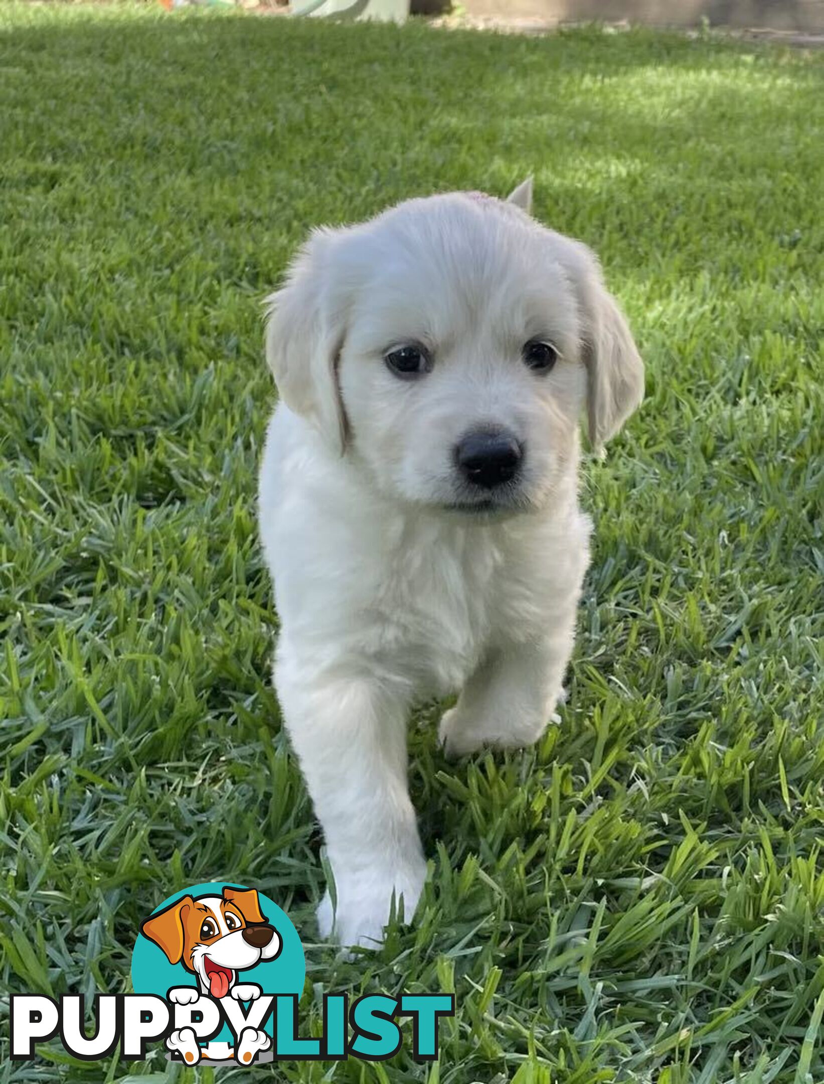 Golden Retriever Puppy