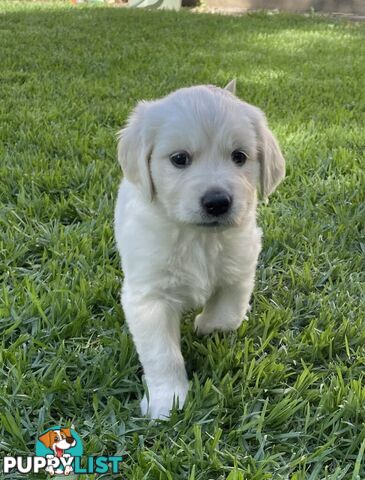 Golden Retriever Puppy