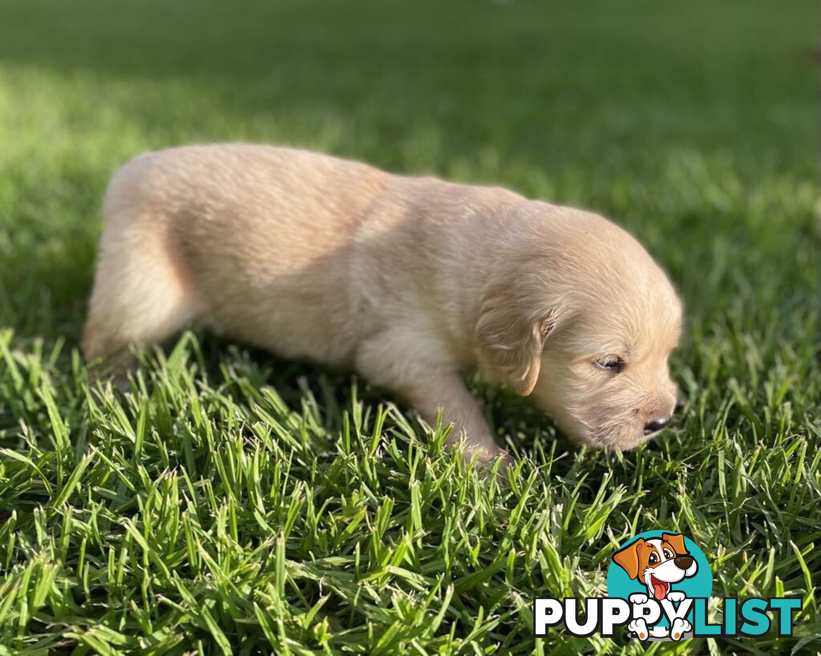 Golden Retriever Puppy