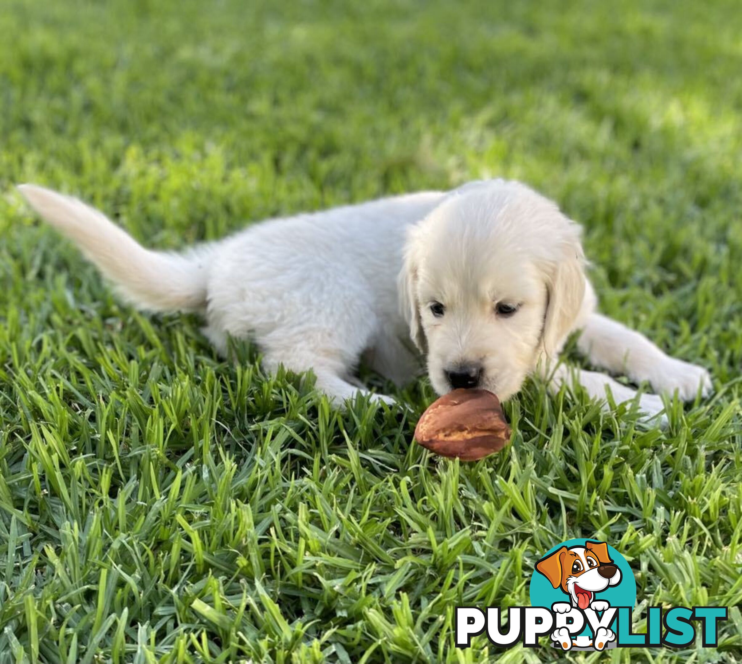 Golden Retriever Puppy