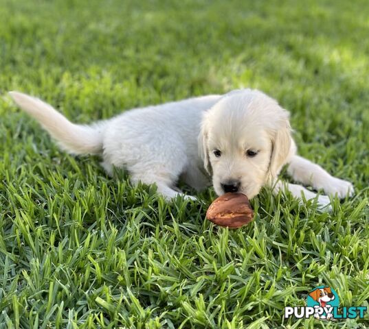 Golden Retriever Puppy