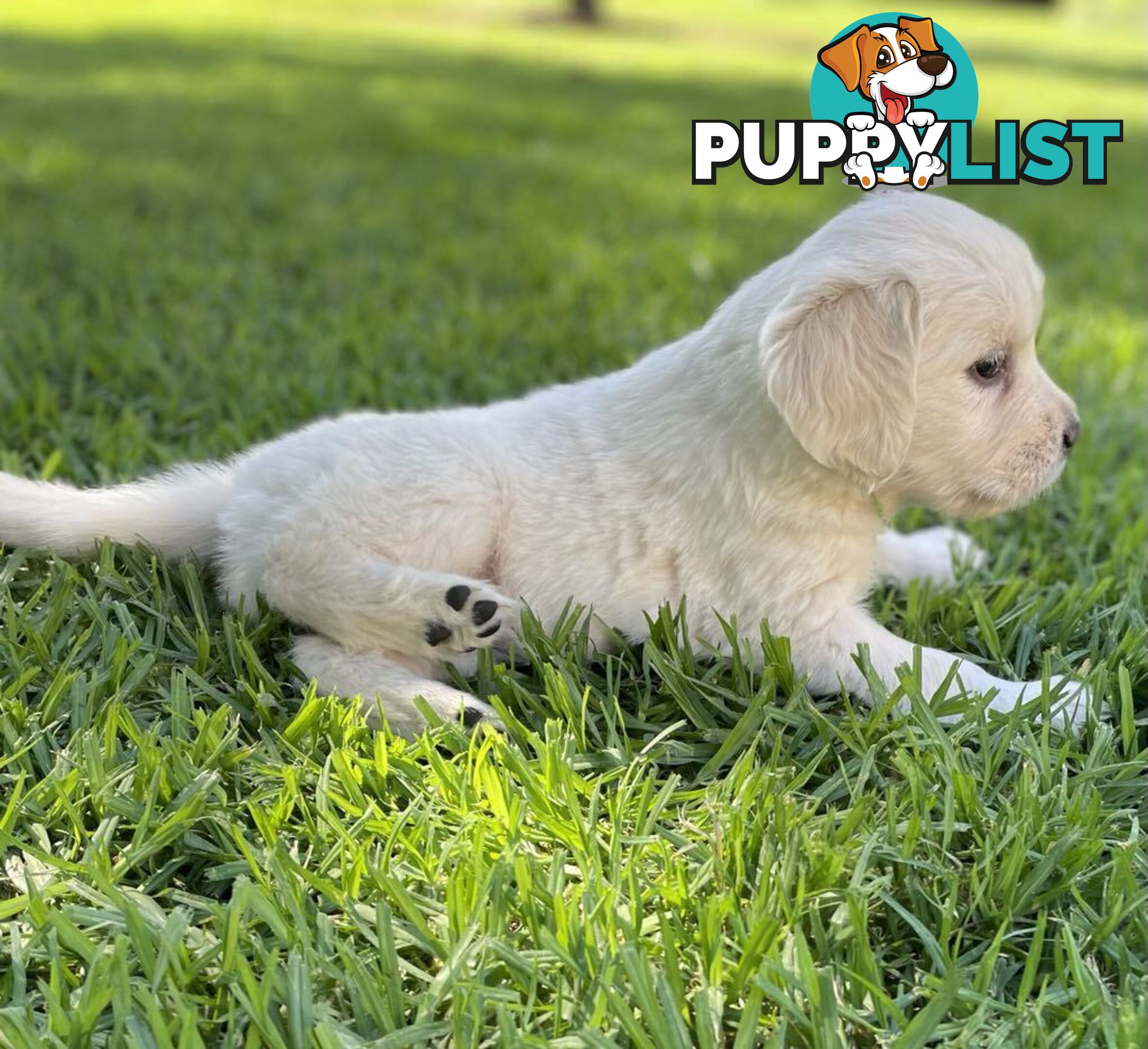 Golden Retriever Puppy