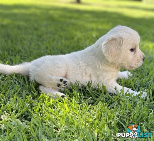 Golden Retriever Puppy