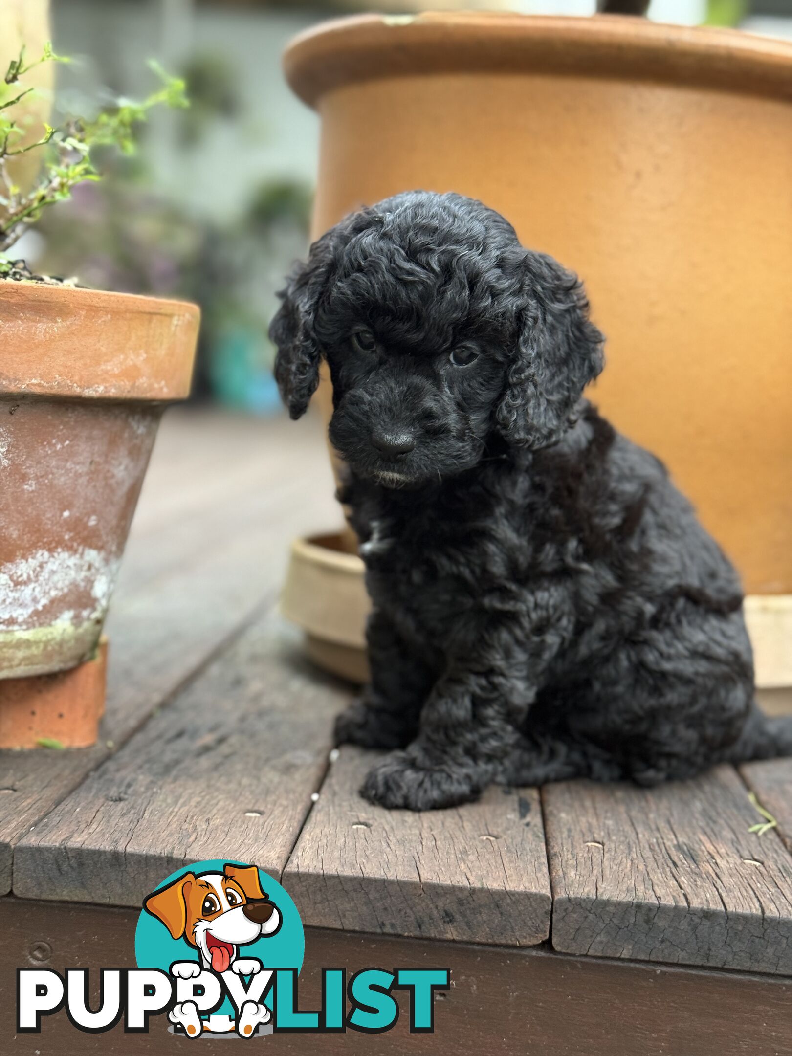 Gorgeous Spoodle Puppies